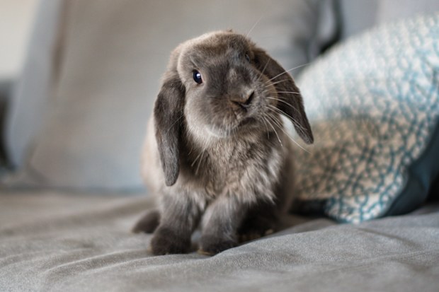 lop rabbit on sofa