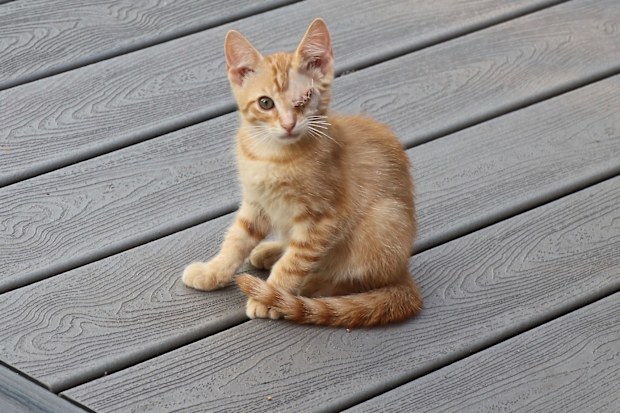 Rescue cat