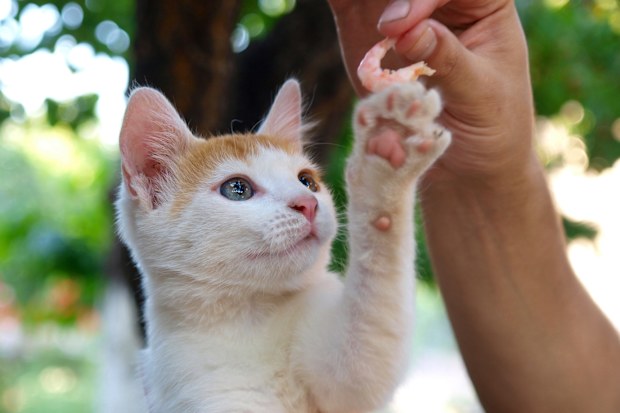 Foods cats can eat but probably shouldn't