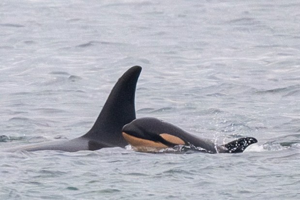 A whale which sparked hope after being seen with a new calf six years after carrying her dead baby around has lost another one.The grim update came after a joyful sighting of her just before Christmas from Center for Whale Research in Washington, USA.
