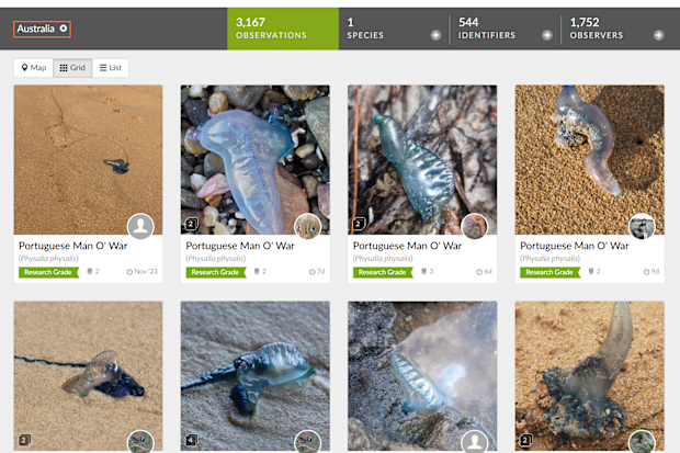 There are more than 3000 images of bluebottles in Australia on the website.
