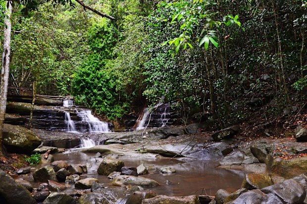 Buderim Forest