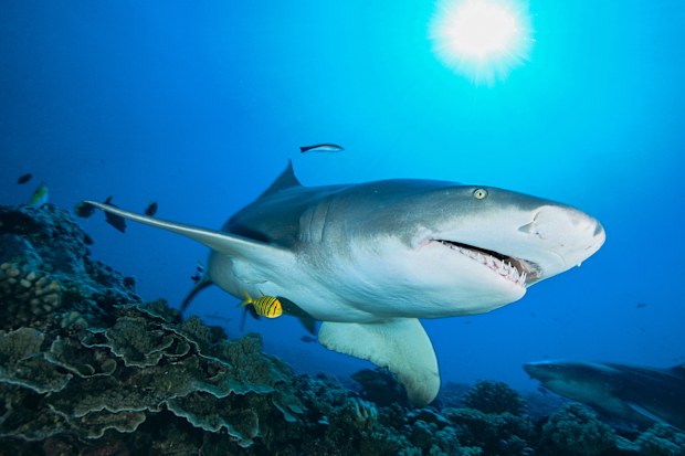 Lemon Shark