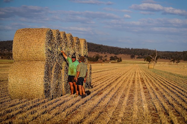 Farmers loads bails of hay onto a truck in a paddock containing a failed wheat crop during drought in NSW.