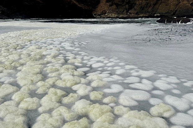 Great Southern Reef Foundation Algal Bloom