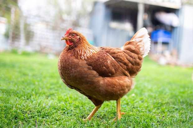 In Australia, chook = chicken.