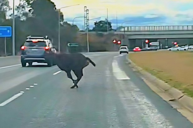 Deer sprinting across ACT highway