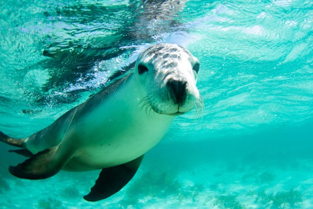 An Australian sealion looking directly at the camera in Jurien Bay, Western Australia