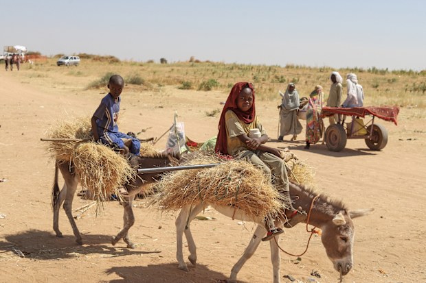 Sudanese who fled el-Fasher city, after Sudan's paramilitary forces killed hundreds of people in the western Darfur region, carry firewood at their camp in Tawila, Sudan, Wednesday, Oct. 29, 2025. 