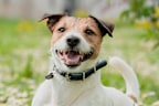 <p>Milo has a distinct Aussie feel, thanks to being the name of our nation's most beloved beverage. </p><p>It suits lively, affectionate dogs who keep you on your toes and is a favourite for those who own charming and cheeky dogs.</p>