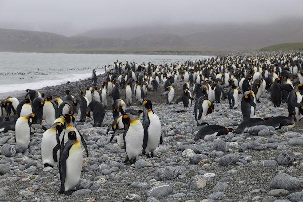 tina dalton antarctica cruise getaway scenic eclipse