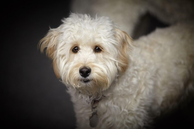 Stock image of a labradoodle.