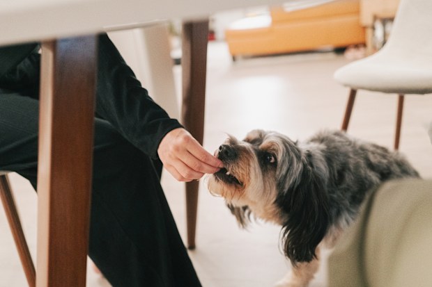 Feeding Dog Under the Table