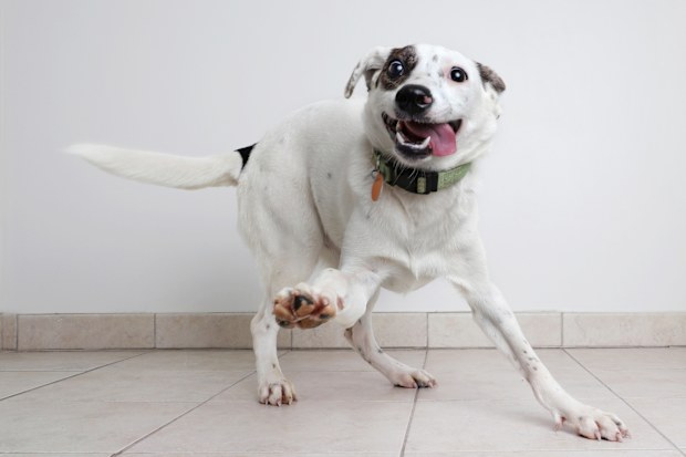 Energetic Hound, Australian Cattle Dog mixed breed dog hoping to be adopted
