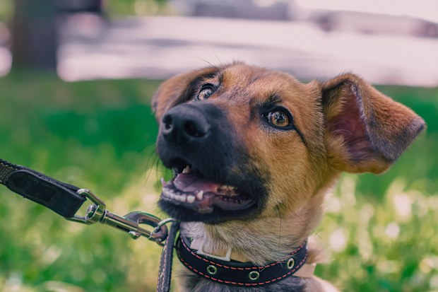 Outbred puppy in a collar on a leash walks on the street in the summer at sunny day and looks up