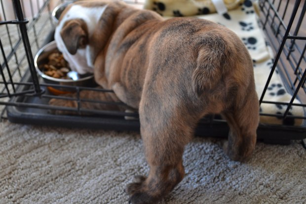 English Bulldog puppy eats in his dog crate