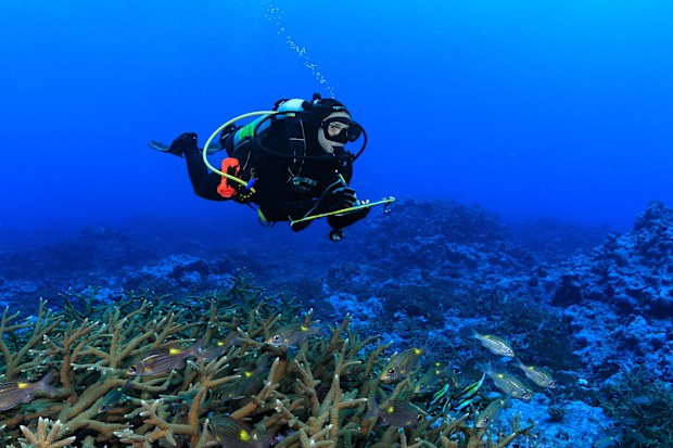 Daniela Ceccarelli