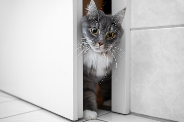 cat iStock photo