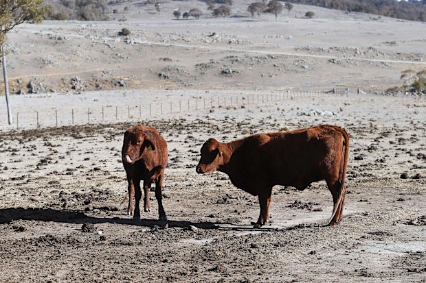 Cattle on a drought-affected farm in New South Wales, Australia, on August 26, 2019. An unprecedented water shortage meant more than a dozen small towns faced a "day zero."	