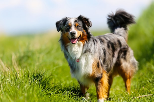 Old brown, black and white border collie standing in the grass.