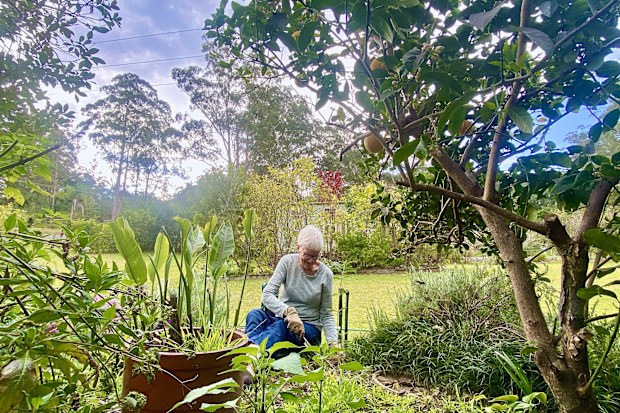 Horizontal landscape looking down to an active senior woman working in her organic vegetable fruit and flower garden planting herbs in country NSW Australia