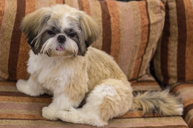 Little white-brown Shih Tzu dog. Trained dog. 