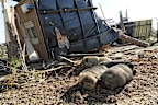 Four pot bellied pigs sleep near the remnants of a mobile home that was destroyed during Saturday's tornado that struck the Paradise Ranch RV Resort in Tylertown, Miss., on Sunday, March 16, 2025. (AP Photo/Rogelio V. Solis)
