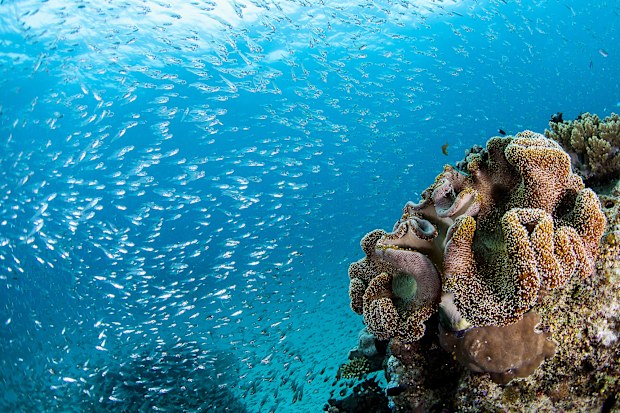 great barrier reef