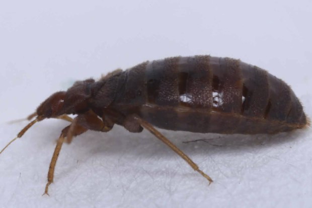Bed Bugs