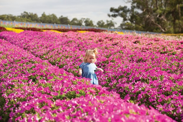 Kabloom Flower Festival