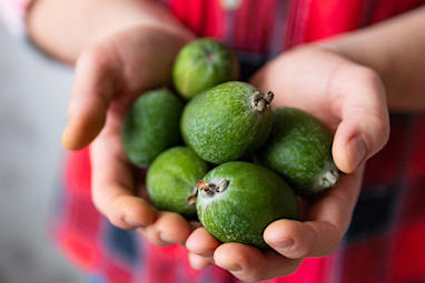 3. Feijoa (mamaku) - in season from April – June 
