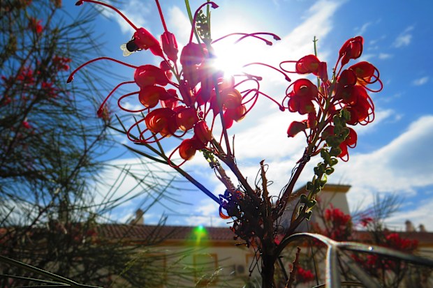 Grevillea shrub with large flowers in full bloom in Andalusian garden