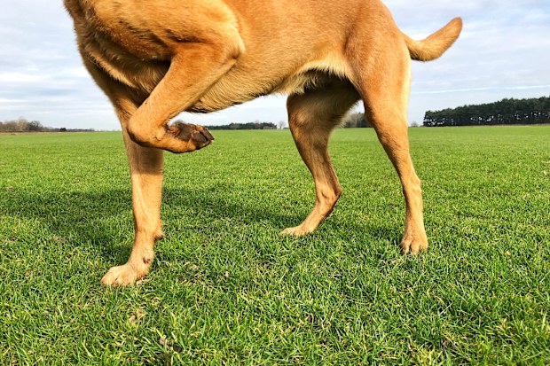 Low angle view of a pet dog with a limp and lifting its leg off the floor in pain with copy space