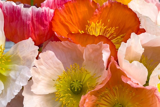 Orange, pink and peach flowers in the afternoon sun