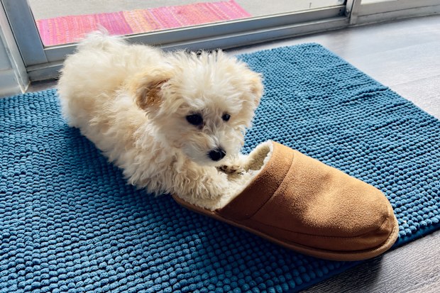 A Maltipoo dog is a crossbreed between a Maltese and a Poodle, known for being affectionate, intelligent, playful, loyal and eager to please. It is a small breed, typically weighing between 5 and 20 pounds.  The coat is wavy or curly, and has white towards cream color.  It is Hypoallergenic and is considered a good option for people with allergies because they shed very little. Here is a puppy on blue rug and playing with brown slippers or shoes for wearing inside of the house. Located in Anahei