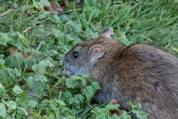 Close-up of the Common rat (Rattus norvegicus) with dark grey and brown fur in green grass. Wildlife scenery