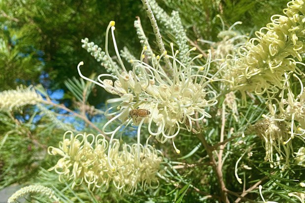 Horizontal of buzzing bee collecting pollen in Australian native yellow 'honey gem' grevilia flower
