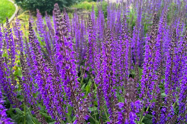 Purple perennial Salvia