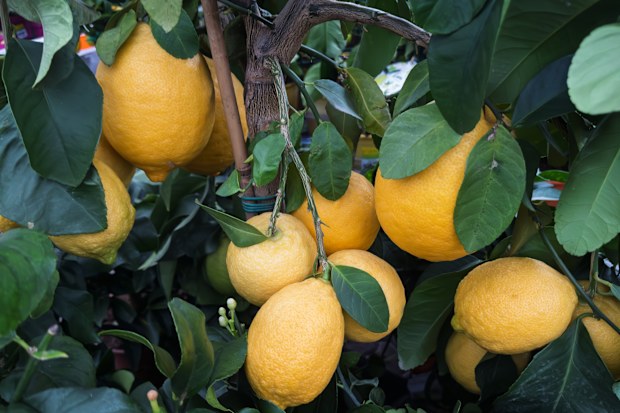Fresh Organic Lemons on Tree with Green Leaves