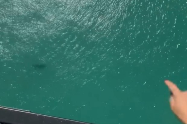 Chilling aerial footage shows a deadly tiger shark swimming in shallow water just metres from beachgoers in Perth.