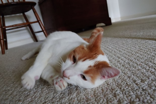 Stressed cats
