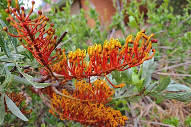 Grevilia in flower on the banks of Lake Purrumbete in the Western District of Victoria, Australia