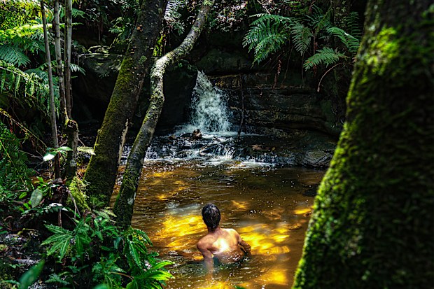 Leura Jungle, Blue Mountains