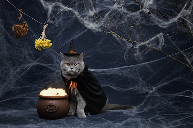 Halloween cat with a witch cauldron and dried herbs on a dark blue background with copy space. British cat in a wizard costume. Funny Halloween pet.