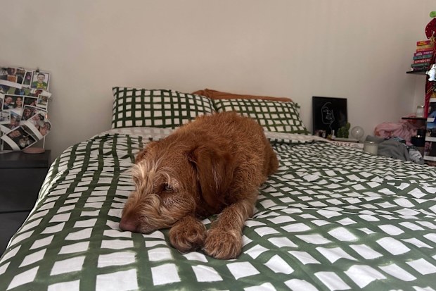 Sleeping Duck Mattress Review Dog on Bed