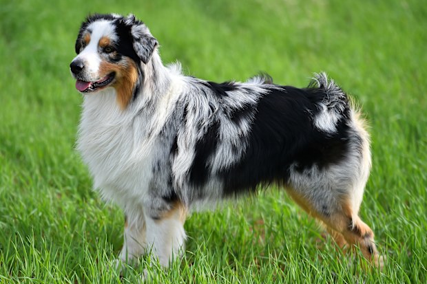 Australian shepherd in a green field