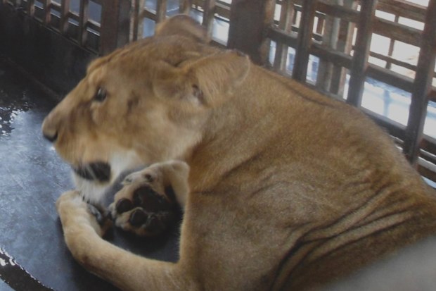 A lion mauled a zookeeper to death at the Presidential Library Wildlife Park in Nigeria. Pictured is a lion posted on the park's website.