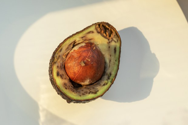 Brown avocado