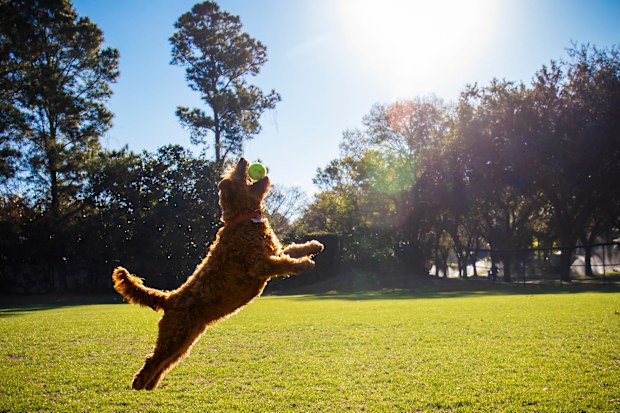 dog stock ball