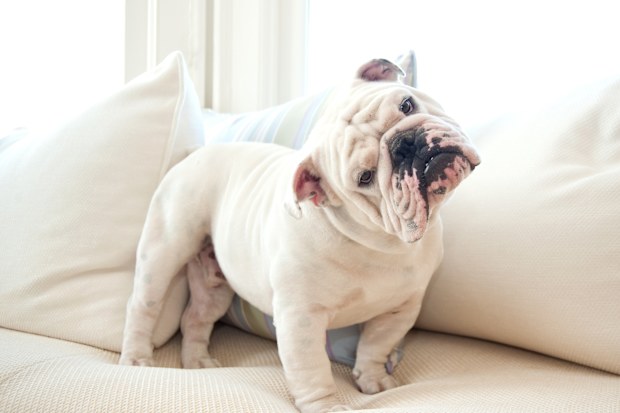 Portrait of English Bulldog on white sofa looking quizzically into camera.